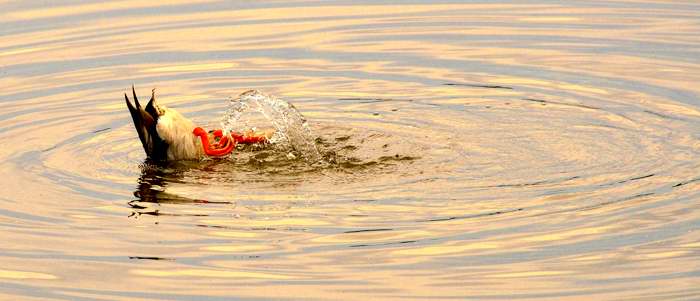 Sommerliche Hitze, Ente behält kühlen Kopf auf dem Bordesholmer See